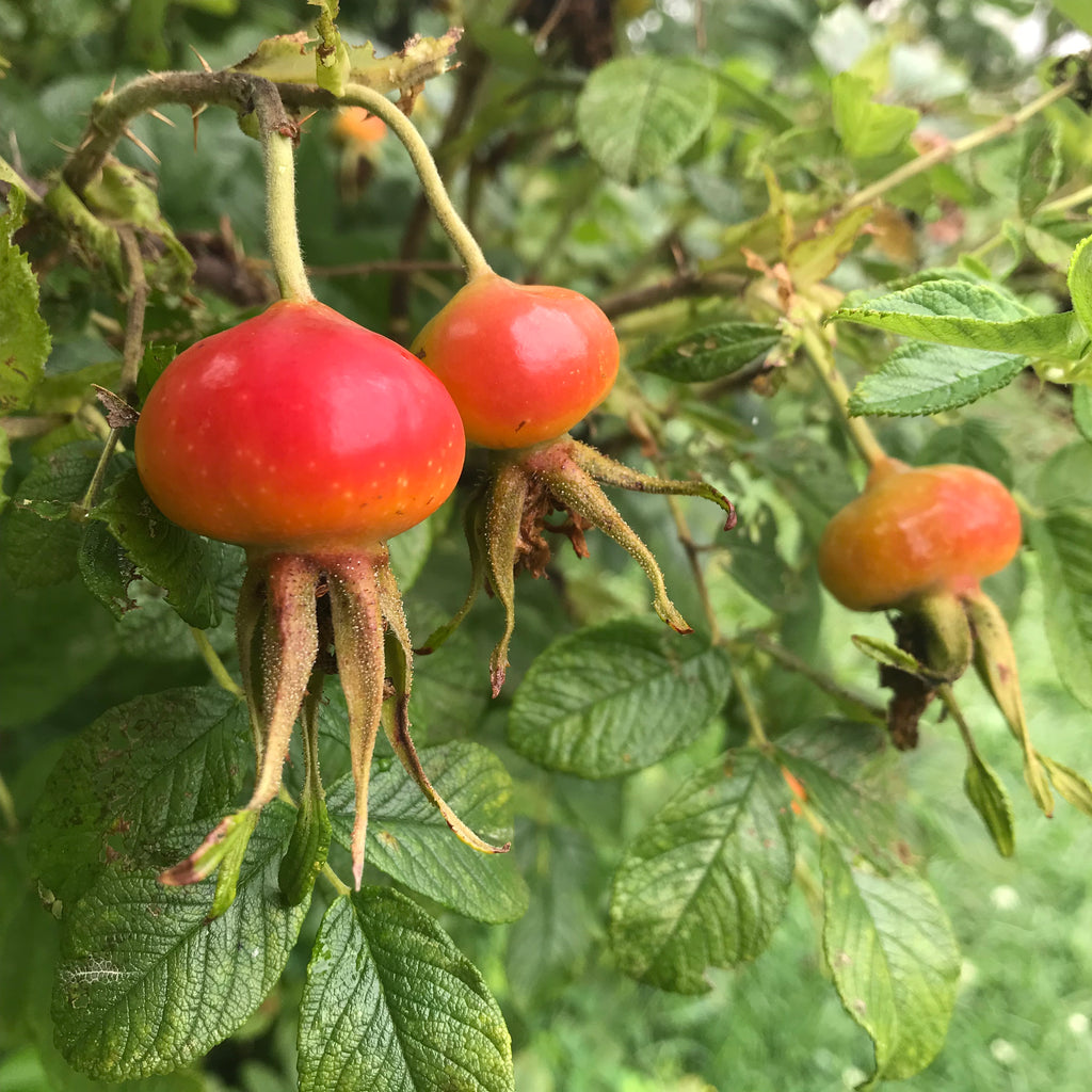 The Many Benefits of Rose Hips and How I Use Them to Make Soap
